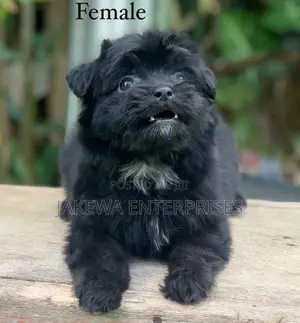 1-3 months Female Purebred Havanese