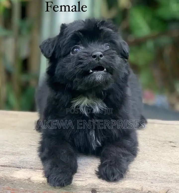 1-3 months Female Purebred Havanese