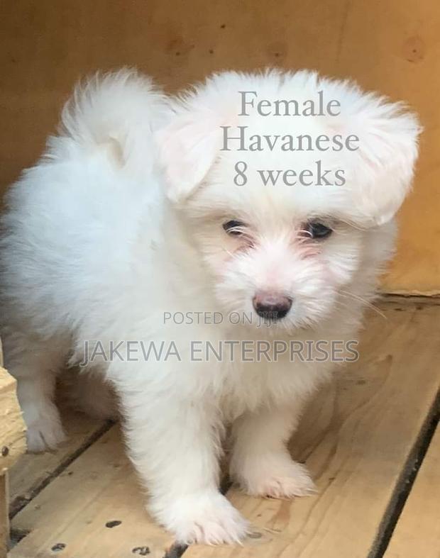 1-3 months Female Purebred Havanese - main view