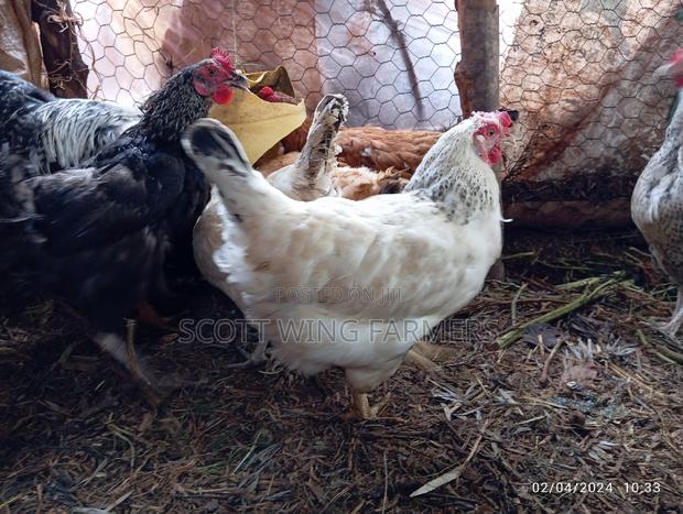 Improved Kienyeji Poultry