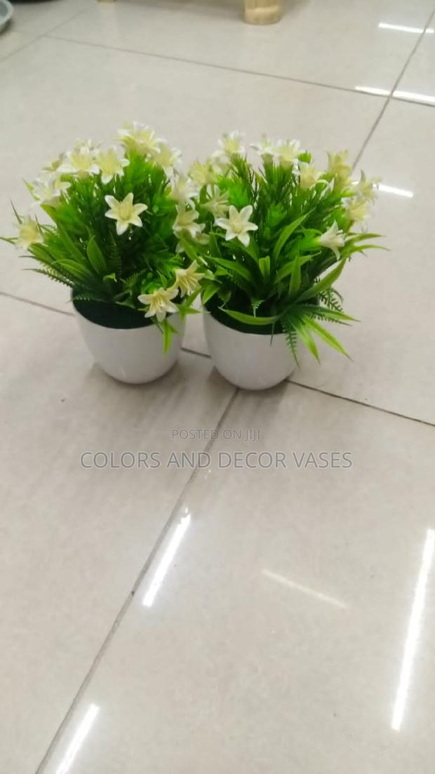 Bonsai Cream White
