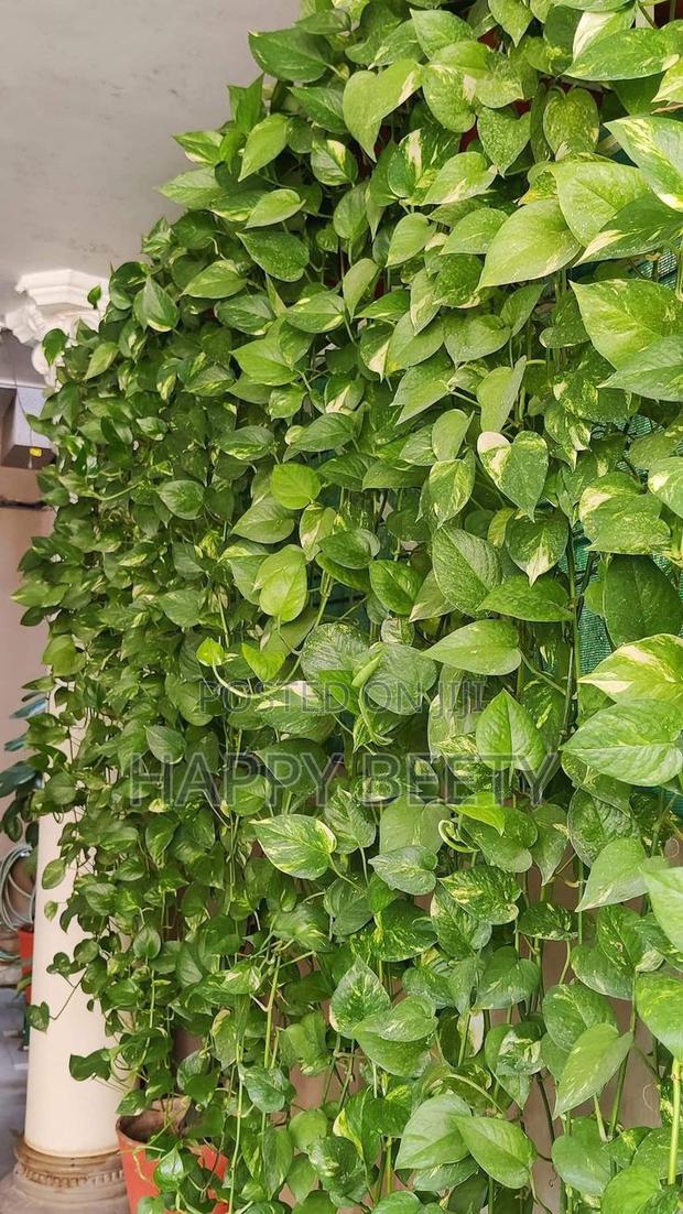 Artificial Ivy Garland Hangings - thumbnail 3