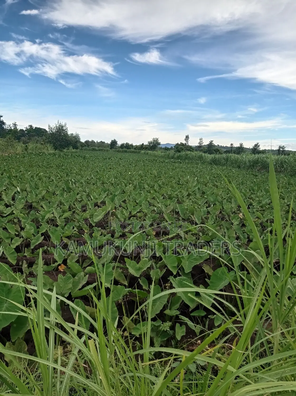 Fast Growing DASHEEN Arrowrootnduma Seedlingsuckers MMQ:500