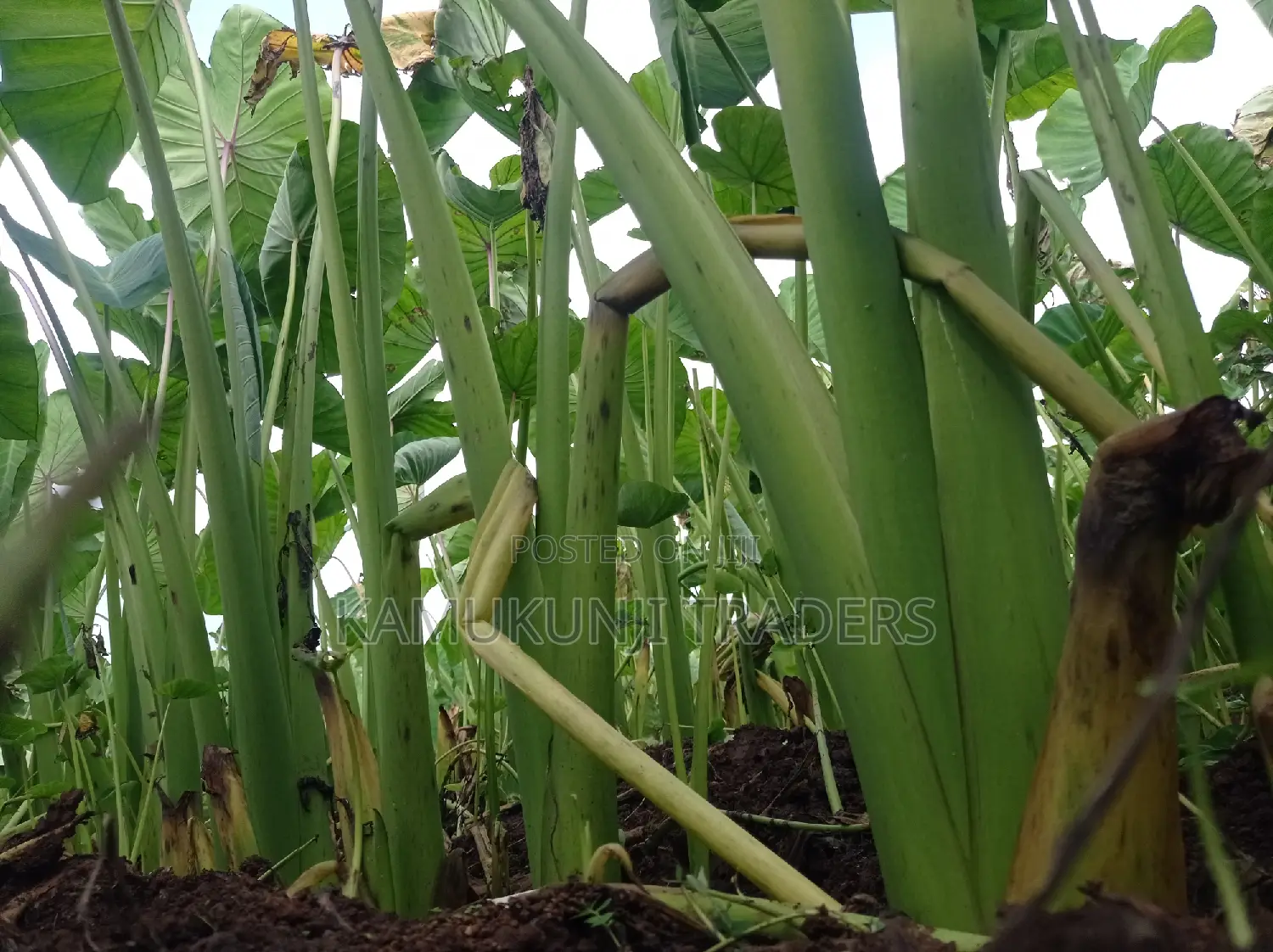 Fast Growing DASHEEN Arrowrootnduma Seedlingsuckers MMQ:500