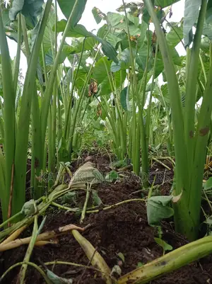 Fast Growing DASHEEN Arrowrootnduma Seedlingsuckers MMQ:500