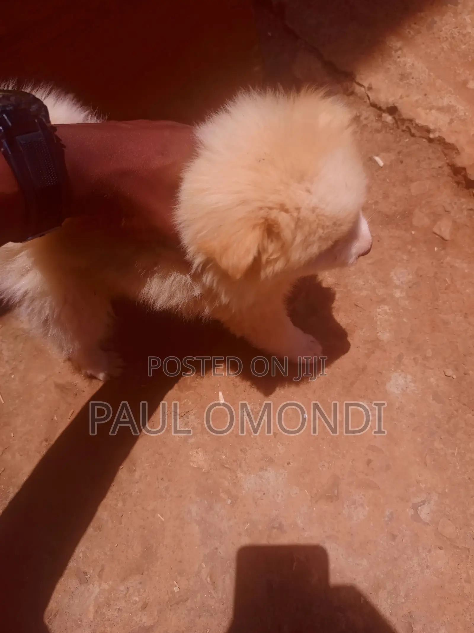 3-6 months Female Purebred Japanese Spitz