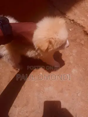 3-6 months Female Purebred Japanese Spitz