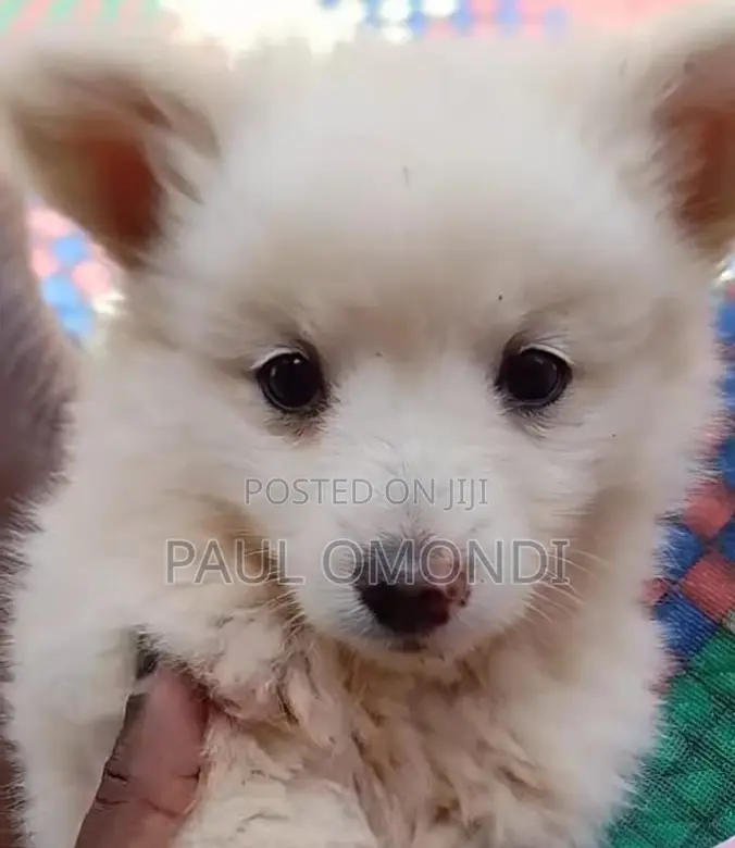 3-6 months Female Purebred Japanese Spitz