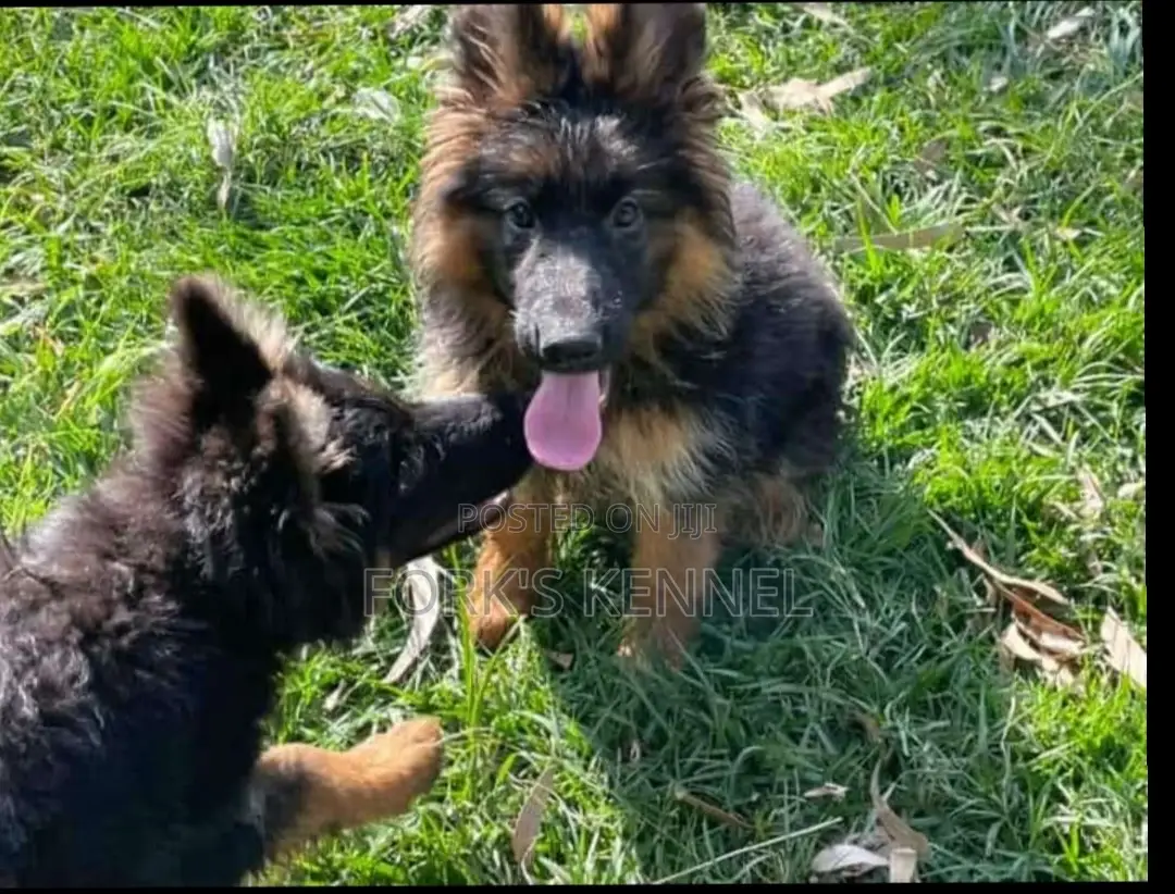 1-3 months Male Purebred German Shepherd