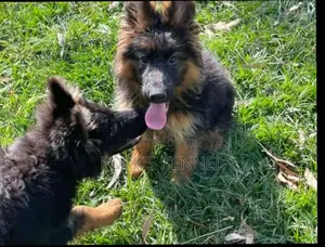 1-3 months Male Purebred German Shepherd