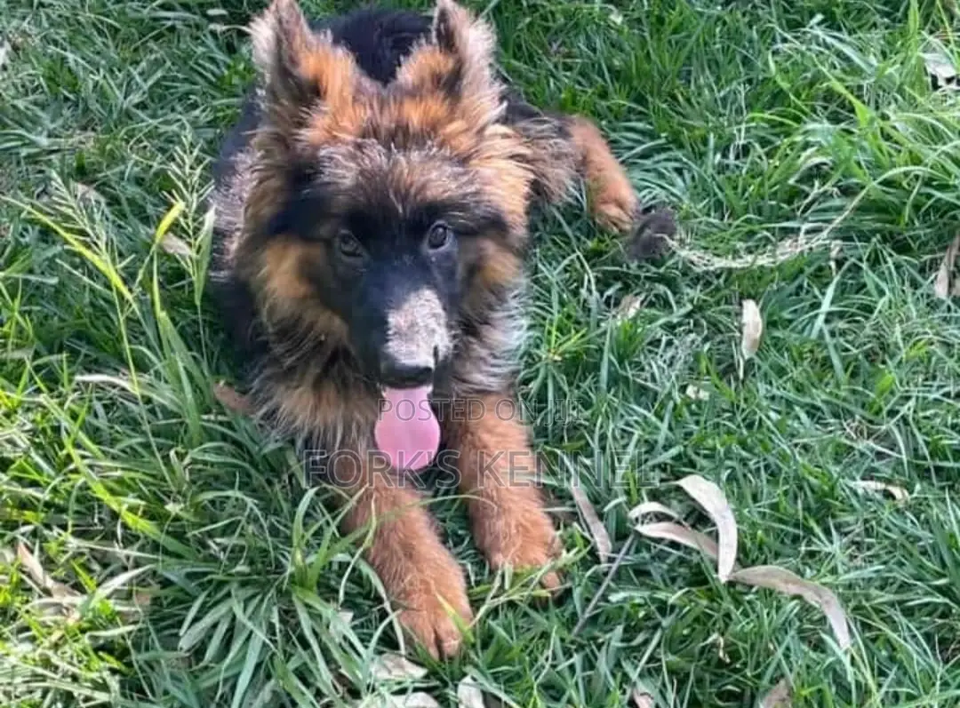 1-3 months Male Purebred German Shepherd
