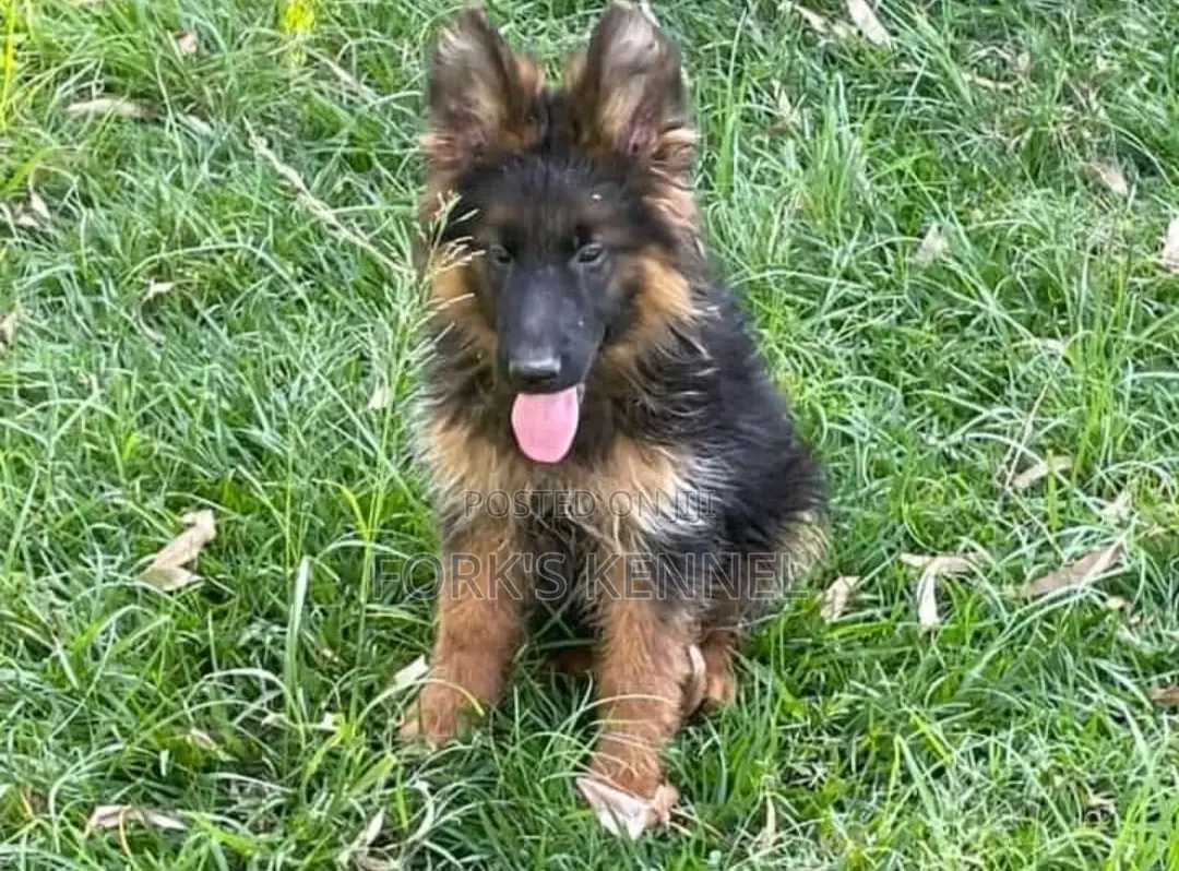 1-3 months Male Purebred German Shepherd