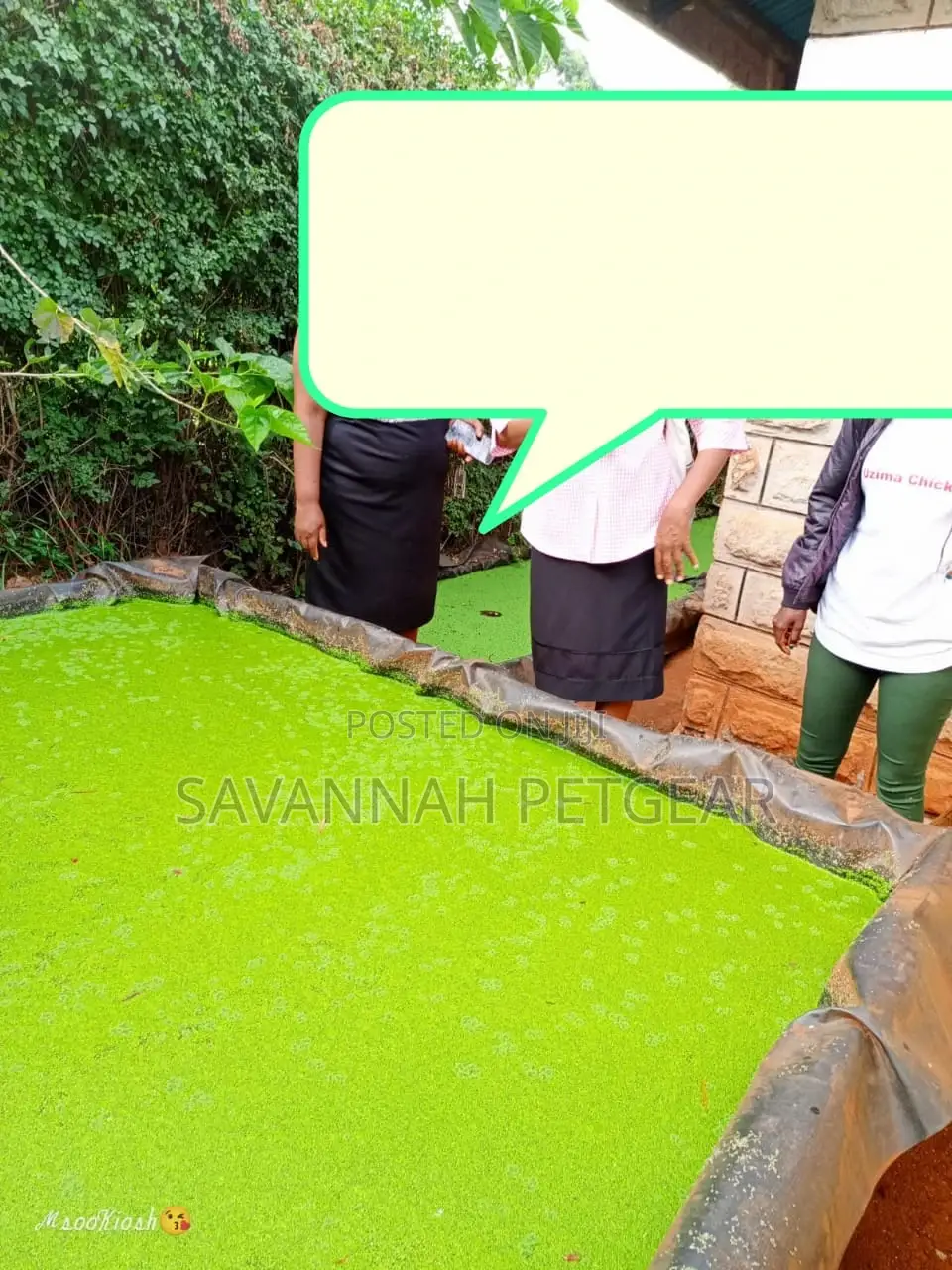Duck Weed for Propagation -3kg