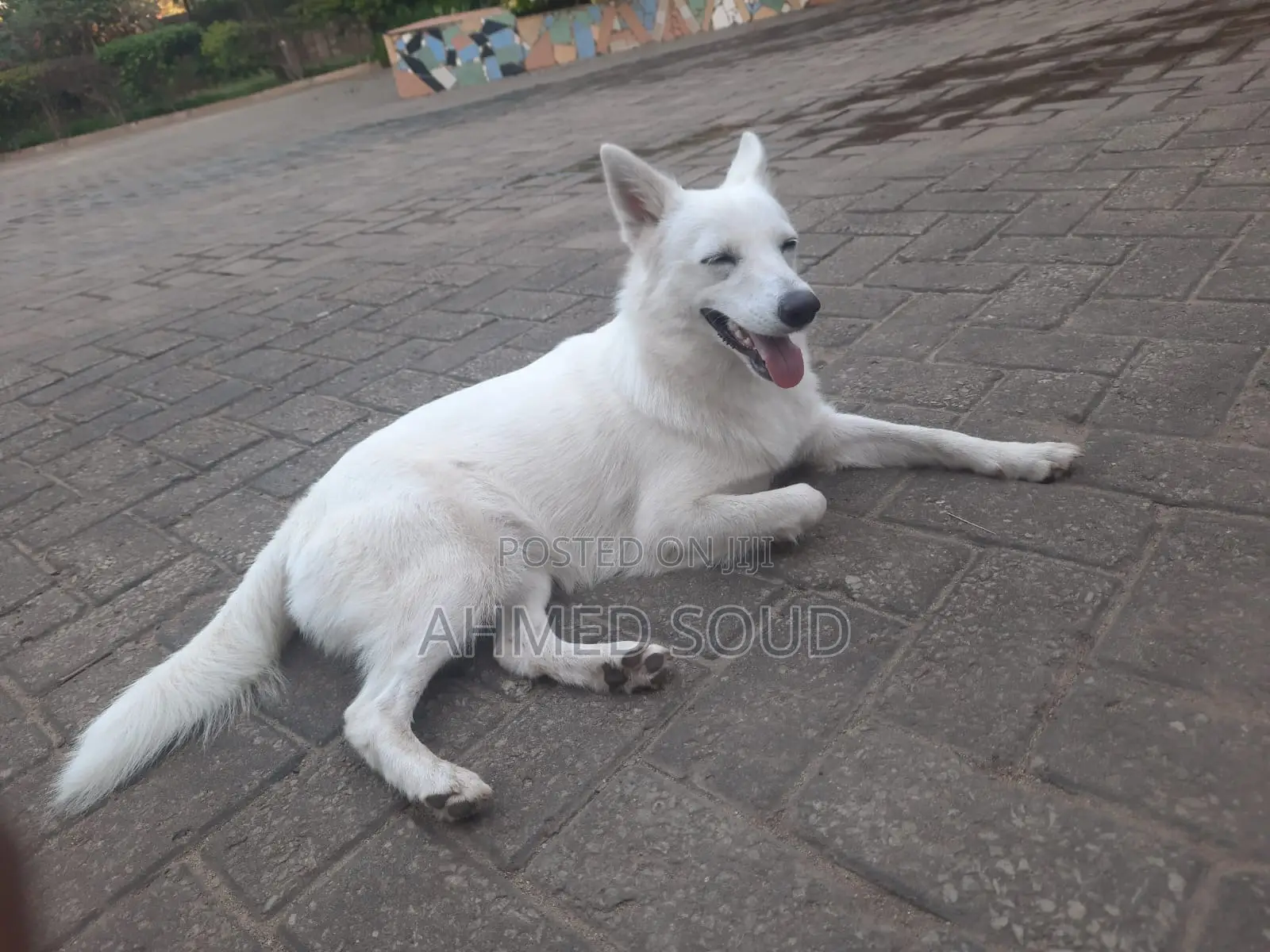 For Pets Services (Boarding, Grooming, Transport Walking)