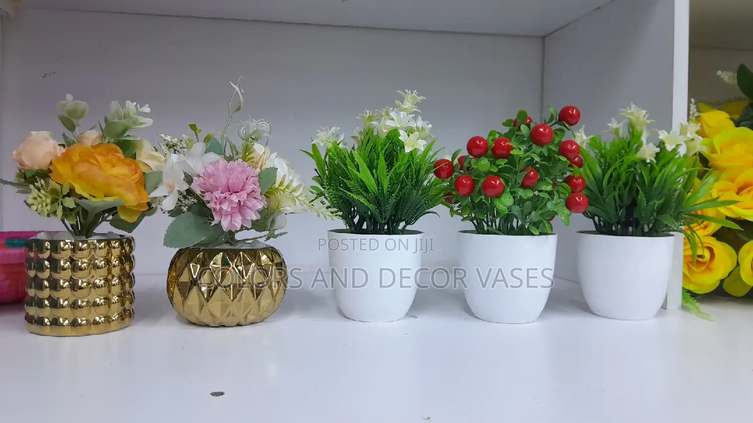 Variety of Bonsai Potted Plants