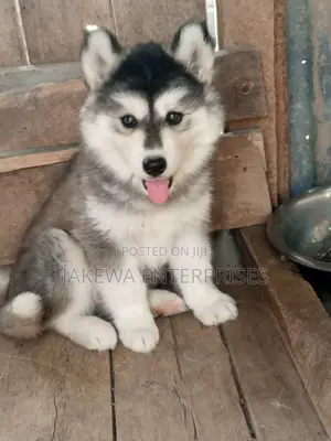 1-3 months Male Purebred Siberian Husky