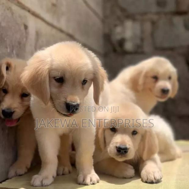 1-3 months Female Purebred Golden Retriever