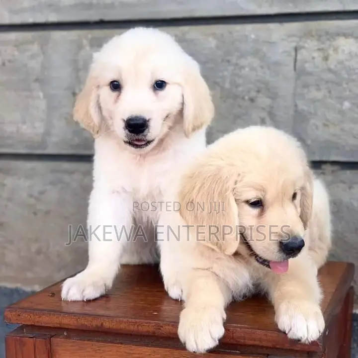 1-3 months Male Purebred Golden Retriever