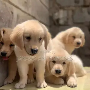 1-3 months Male Purebred Golden Retriever