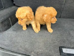 1-3 months Male Purebred Golden Retriever