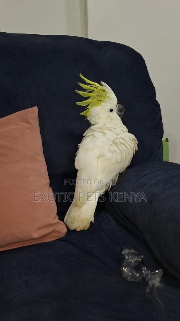 Cockatoo For Sale - main view