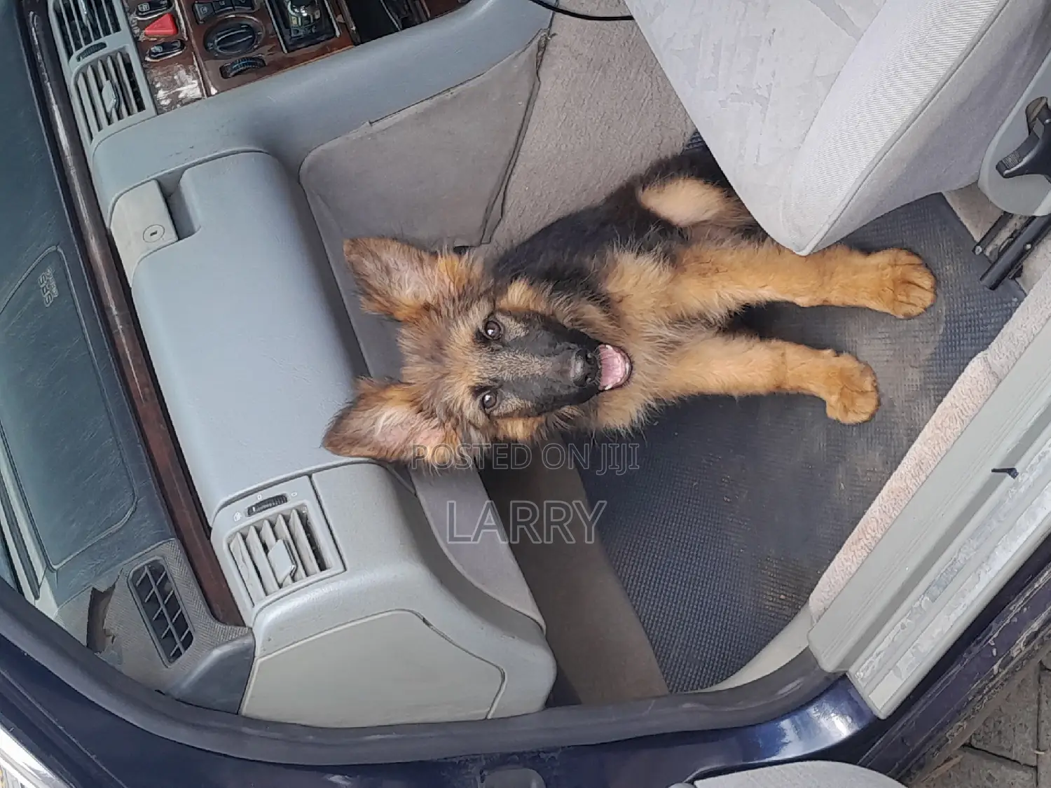 1-3 months Male Purebred German Shepherd