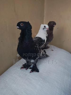 Ornamental Birds - thumbnail 2