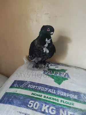 Ornamental Birds