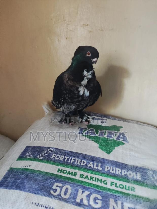 Ornamental Birds - thumbnail 3