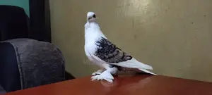 Ornamental -Birds