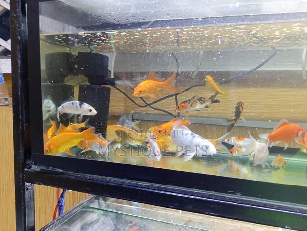 Aquarium Koi Fish - main view