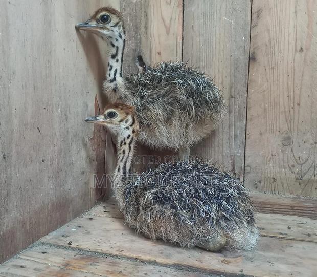Young Ostriches - main view
