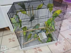 Budgies Small Birds - thumbnail 2