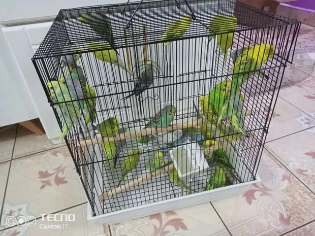 Budgies Small Birds - main view