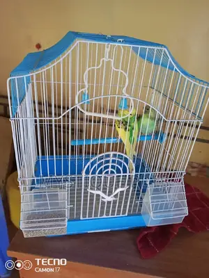 Budgies Small Birds