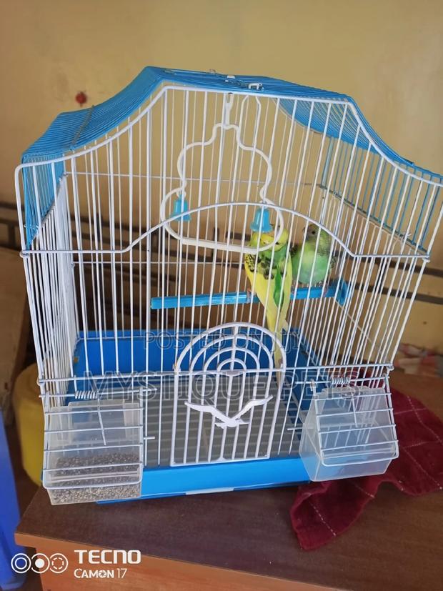 Budgies Small Birds - thumbnail 3