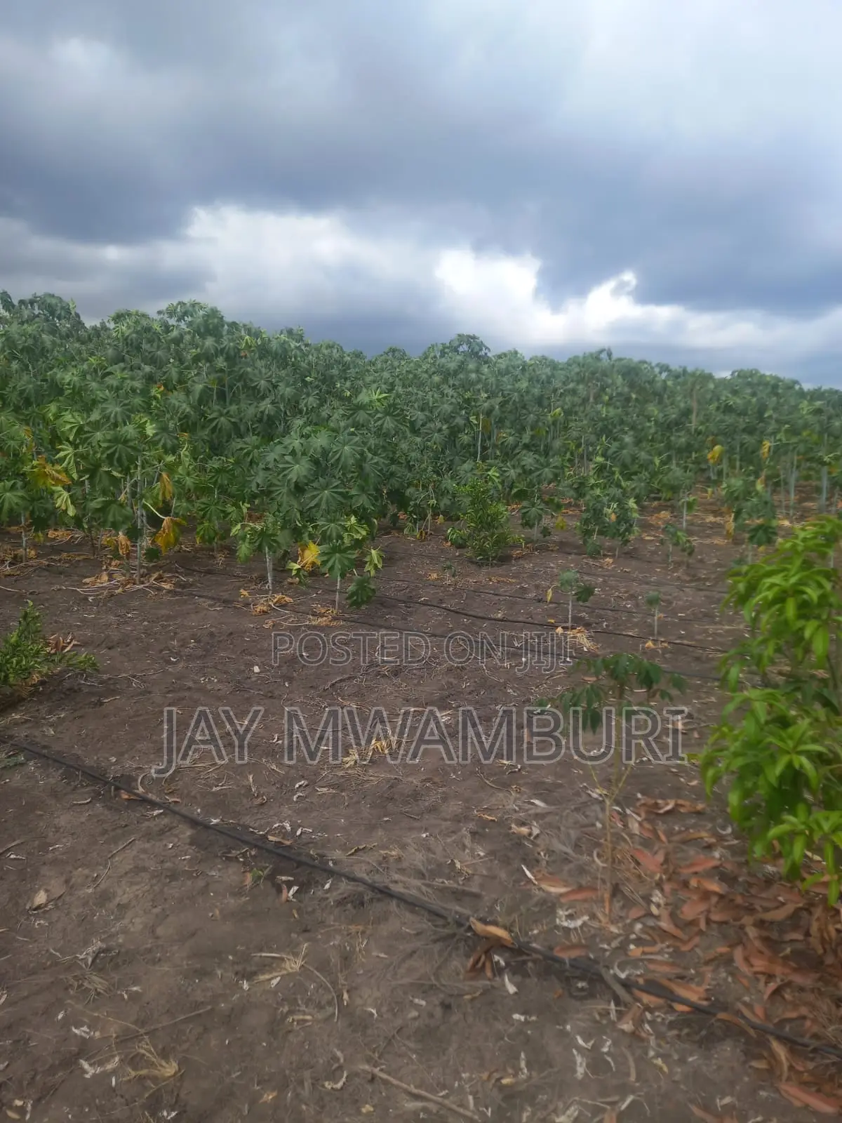 5 Acre Farm Gelani Machakos