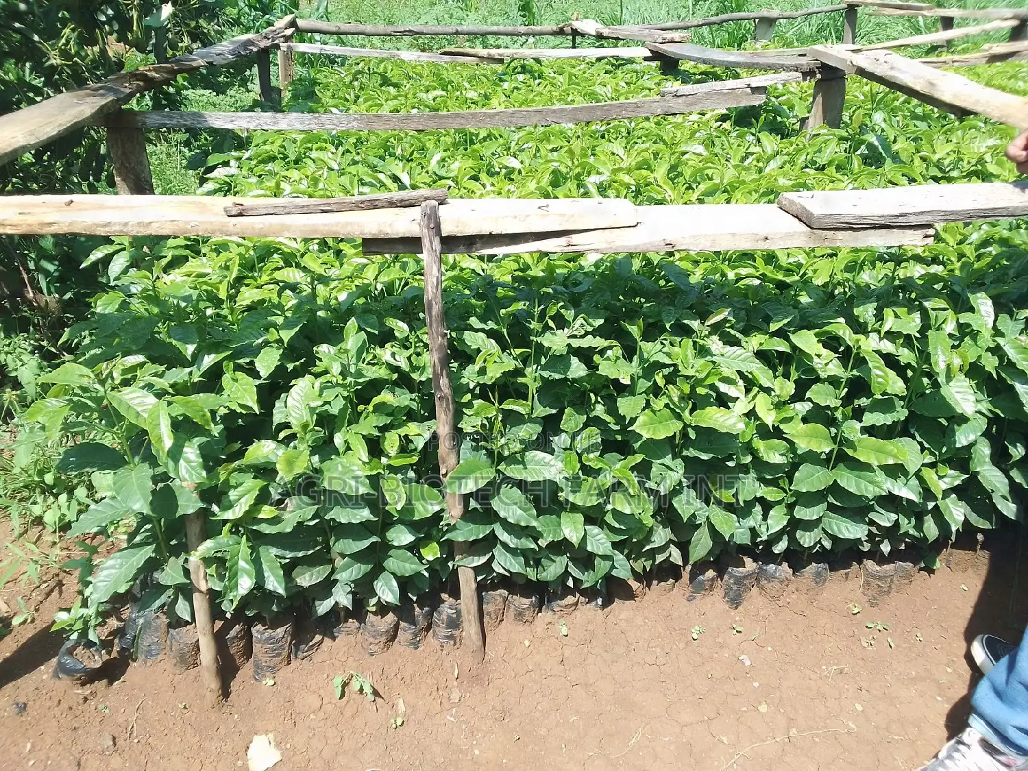 Coffee Sl 28 Seedlings