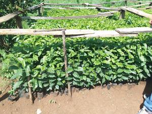 Coffee Sl 28 Seedlings - thumbnail 2