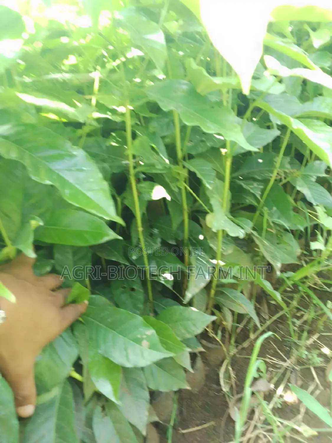 Coffee Sl 28 Seedlings