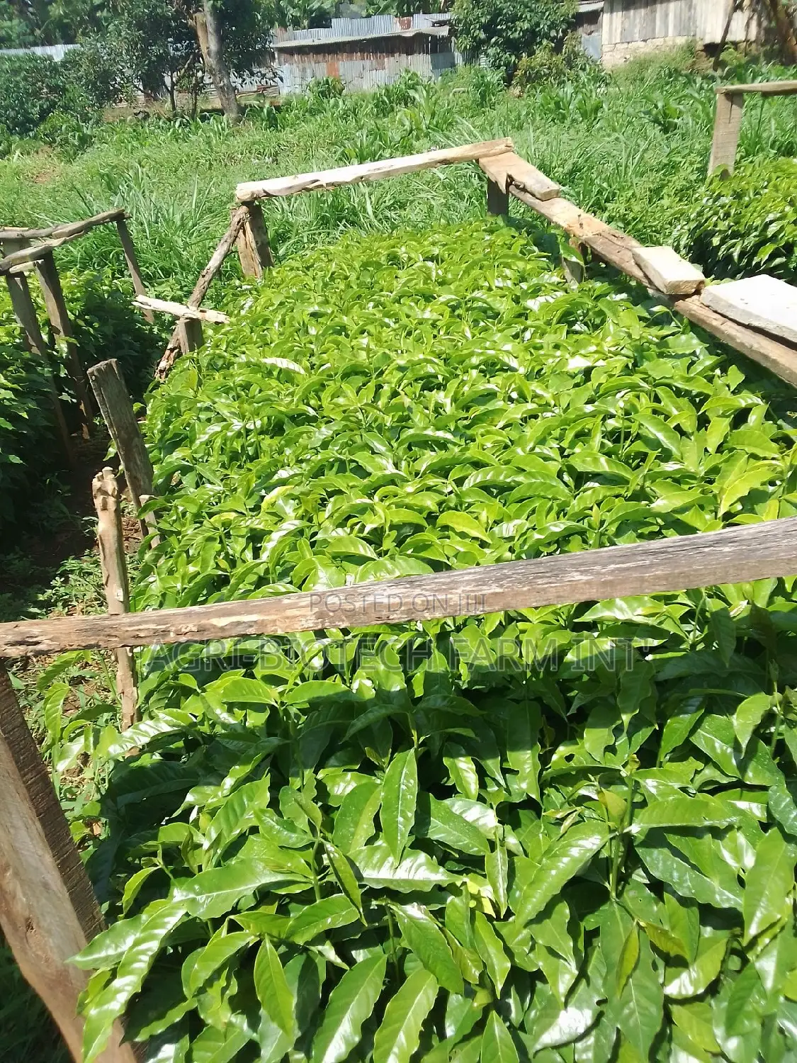 Coffee Sl 28 Seedlings