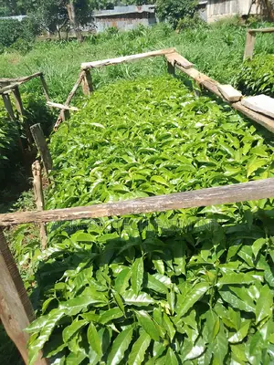 Coffee Sl 28 Seedlings