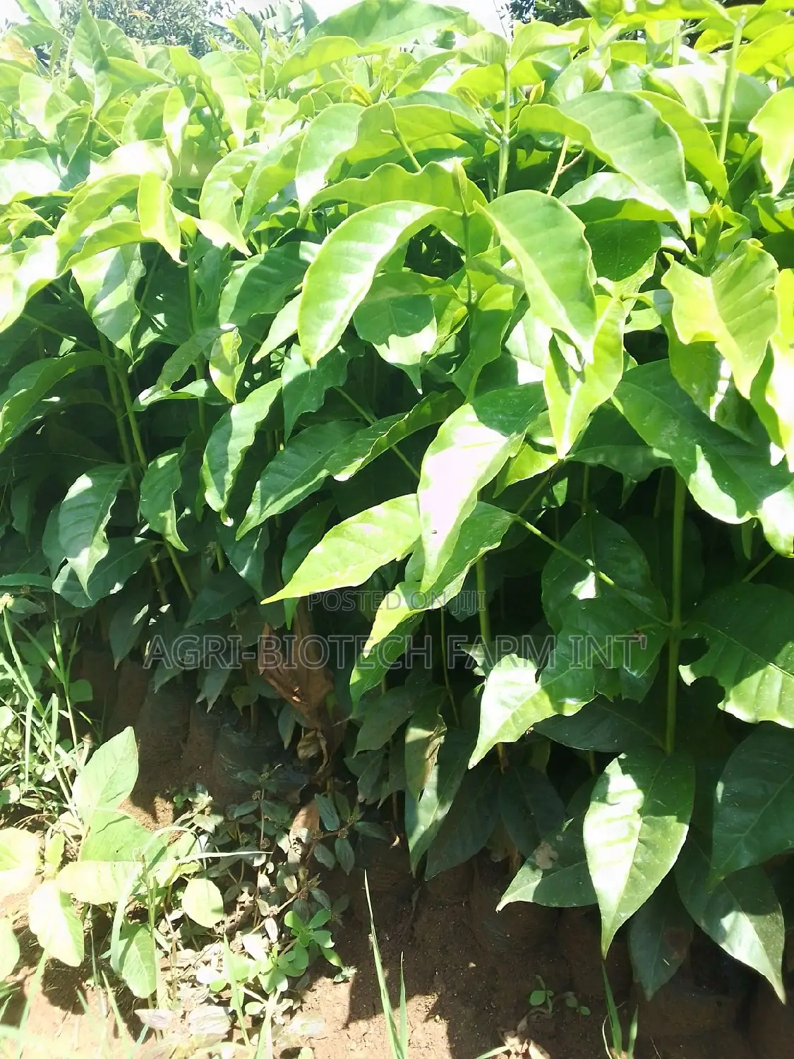 Coffee Sl 28 Seedlings