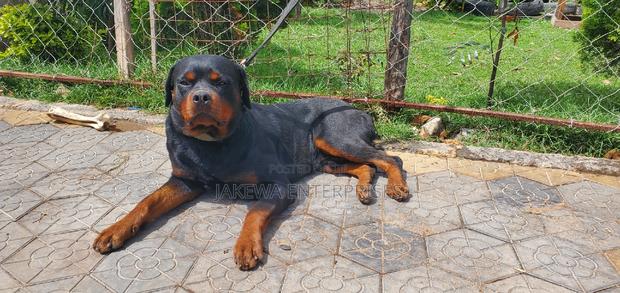 1+ year Male Purebred Rottweiler