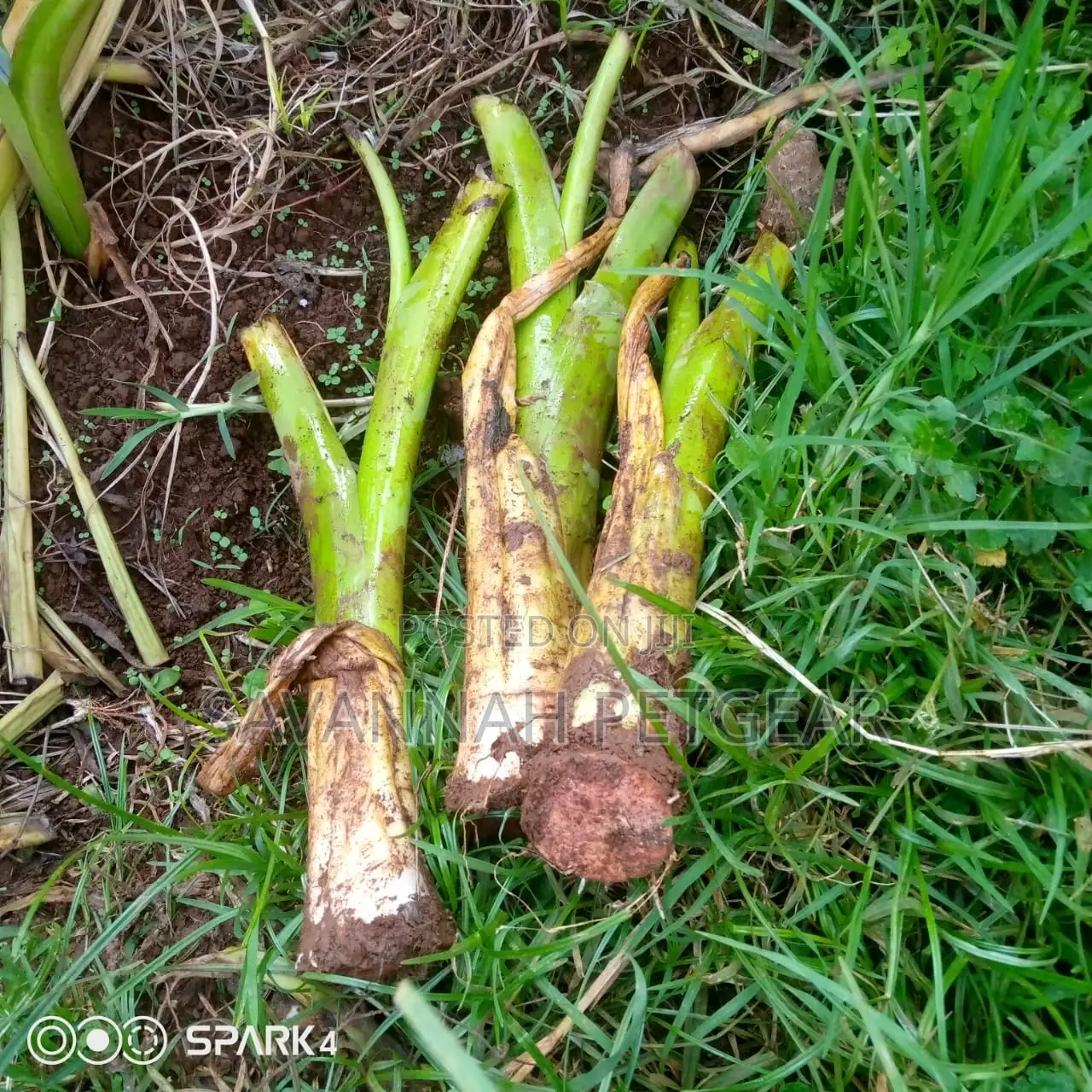 Dasheen Arrowroot Tubers for Sale -30 Pieces