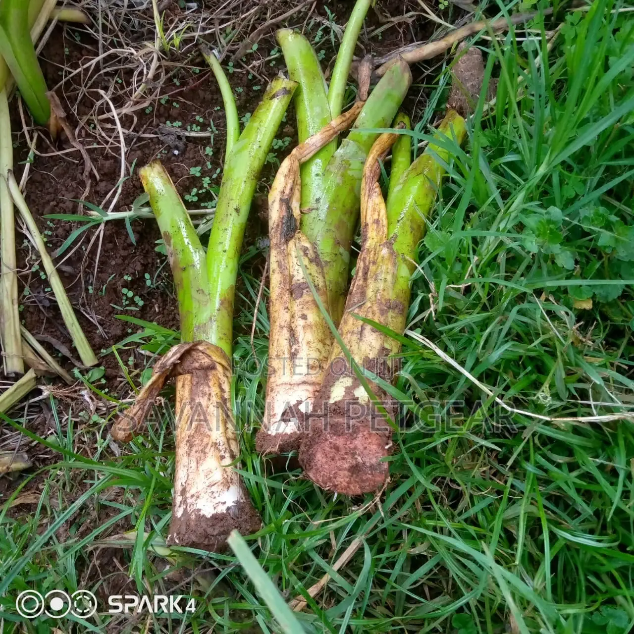 Dasheen Arrowroot Tubers for Sale -30 Pieces