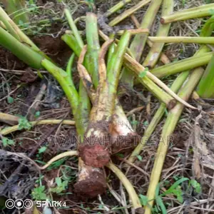 Dasheen Arrowroot Tubers for Sale -30 Pieces
