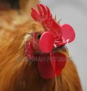 Chicken Plastic Eye Mask Plastic Glasses for Chicken -100pcs