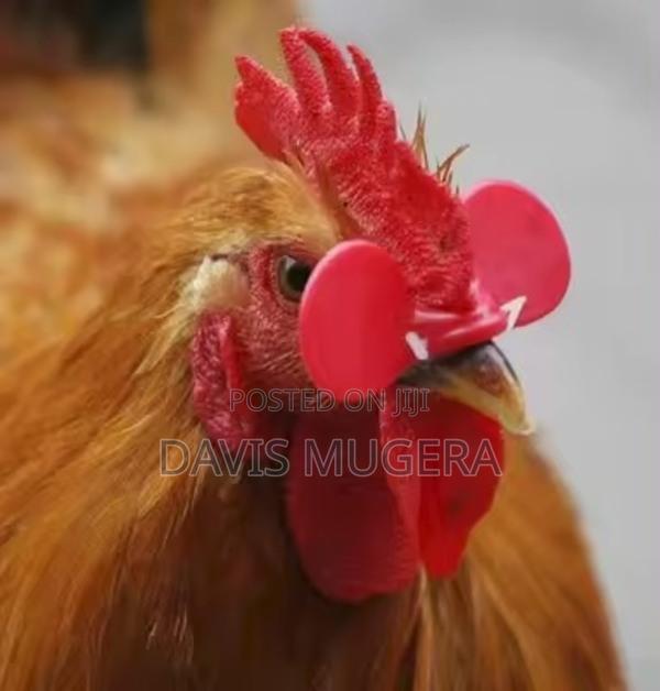 Chicken Plastic Eye Mask Plastic Glasses for Chicken -100pcs - main view
