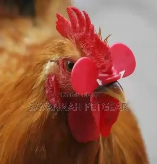 Chicken Plastic Eye Mask Plastic Glasses for Chicken -100pcs